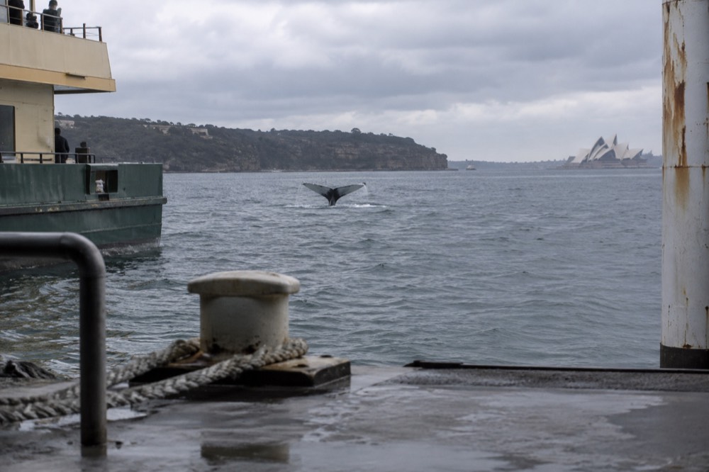 A whale tail visible above ocean water off a headland near Sydney